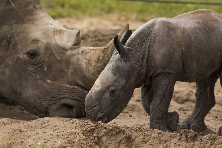Help Busch Gardens Name New Baby Rhino
