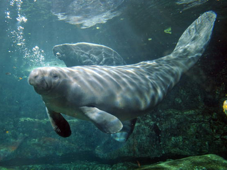 Seaworld Opens Up Manatee Rehabilitation Center to Public