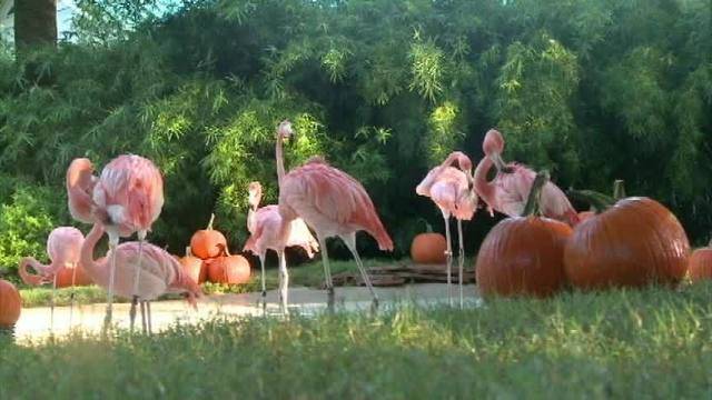 SeaWorld Flamingos Celebrate First Day of Autumn in Pumpkin Patch