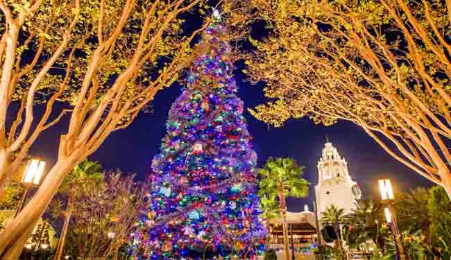 Christmas Trees Galore!