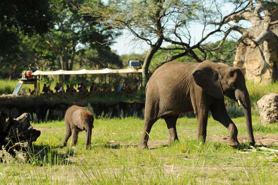 Elephant Calf Born at Disney’s Animal Kingdom