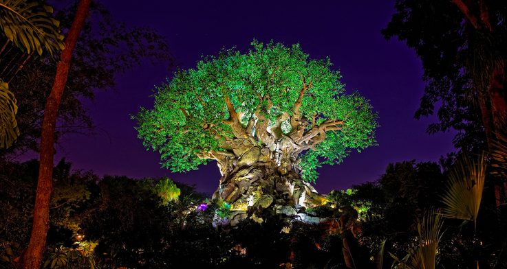 Drones fly over the Tree of Life at Disney’s Animal Kingdom to celebrate Pandora World of Avatar