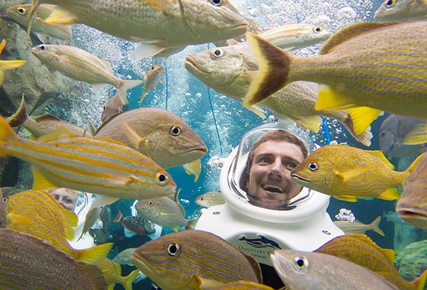 Discovery Cove Offers Swimming with Sharks Experience Beginning on July 14