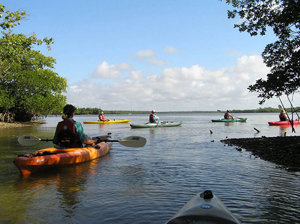 Kayaking Mangrove Tunnels in Sarasota Bay