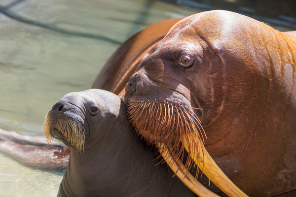 First Walrus Calf in Park History in SeaWorld Orlando