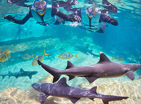 Discovery Cove Shark Swim at SeaWorld Orlando