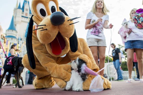 Disney World: Dogs now welcome at four hotels