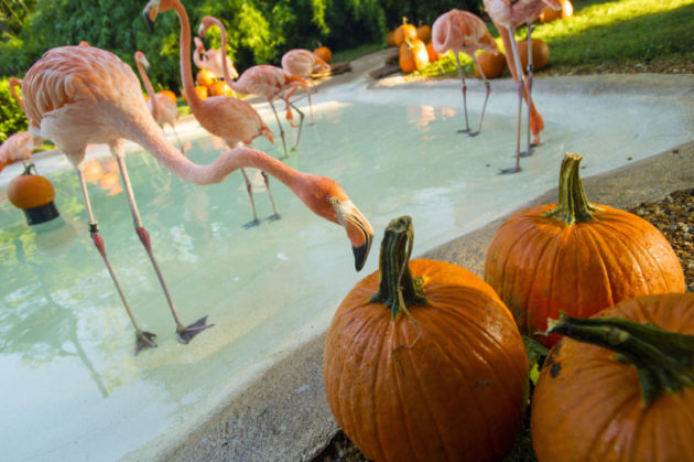 Animals and Pumpkins at Halloween Spooktacular at SeaWorld Orlando