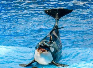 SeaWorld Orlando Tips with Orcas and more!