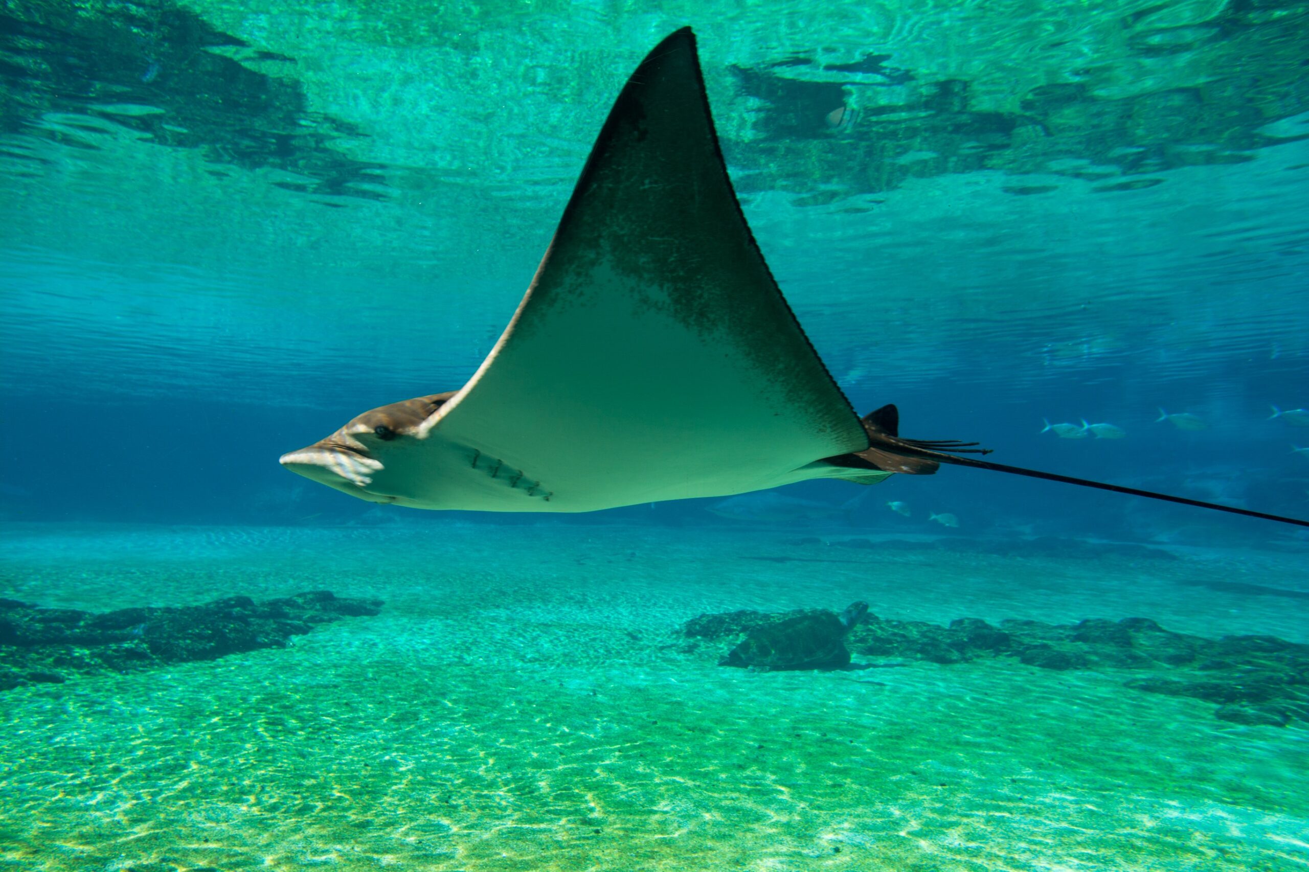 SeaWorld Orlando Tips to get up close to all the beautiful stingrays