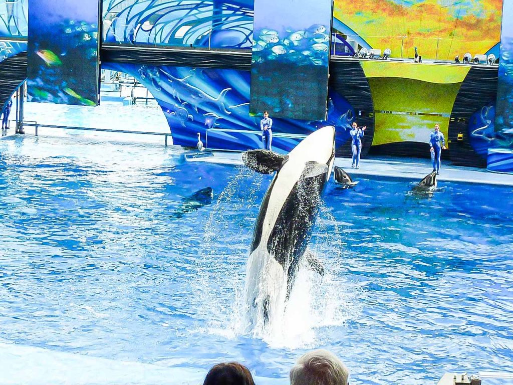 SeaWorld Show In Orlando