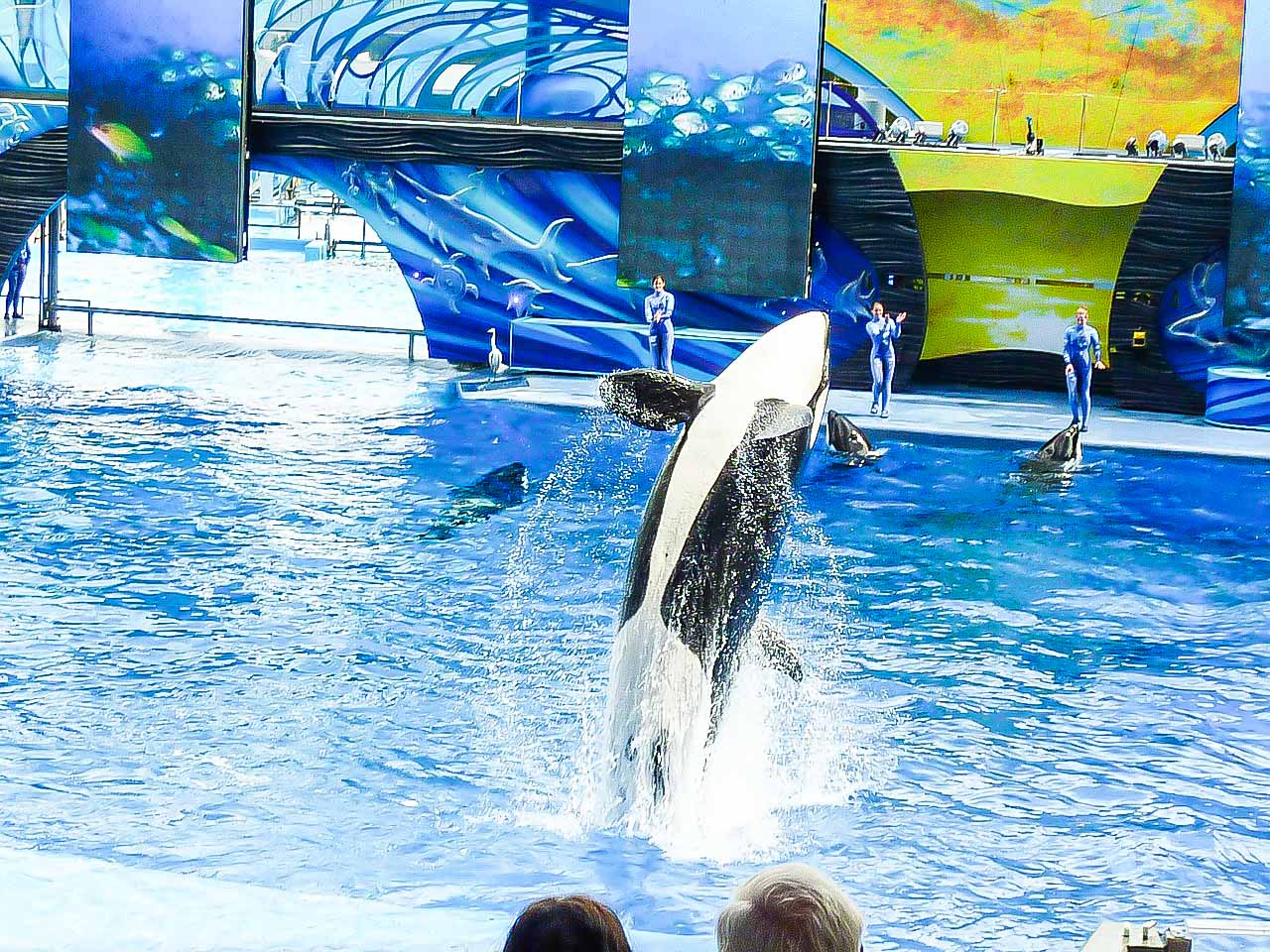SeaWorld Orlando: Must-See Attractions and Shows