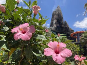 Universal's Volcano Bay Water Park with beautiful flowers and scenic views