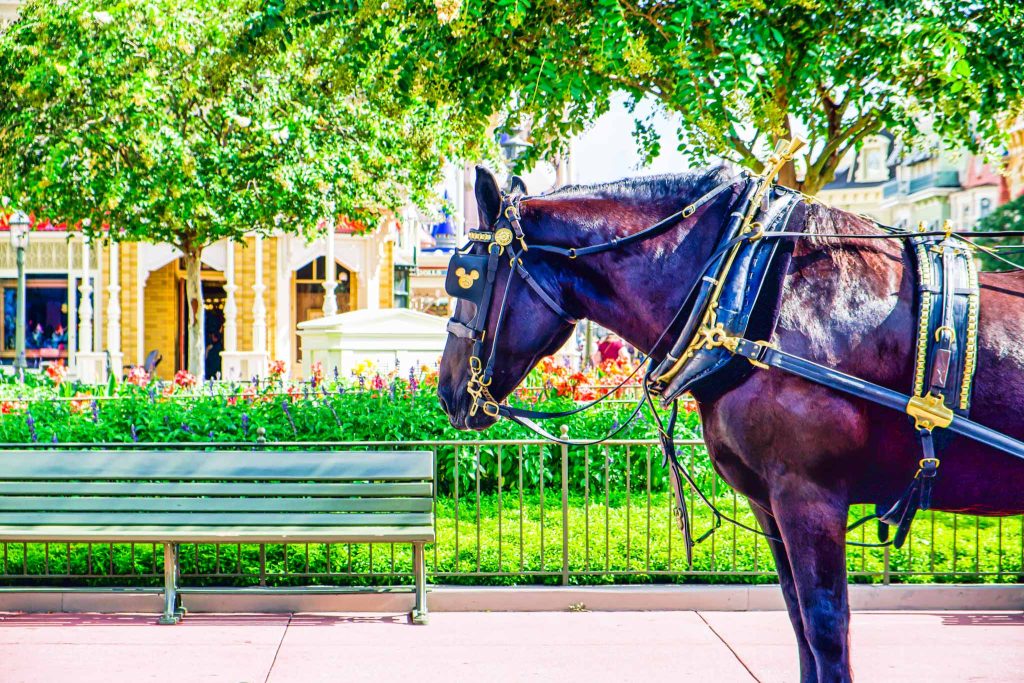 Horses on Main Street at Magic Kingdom