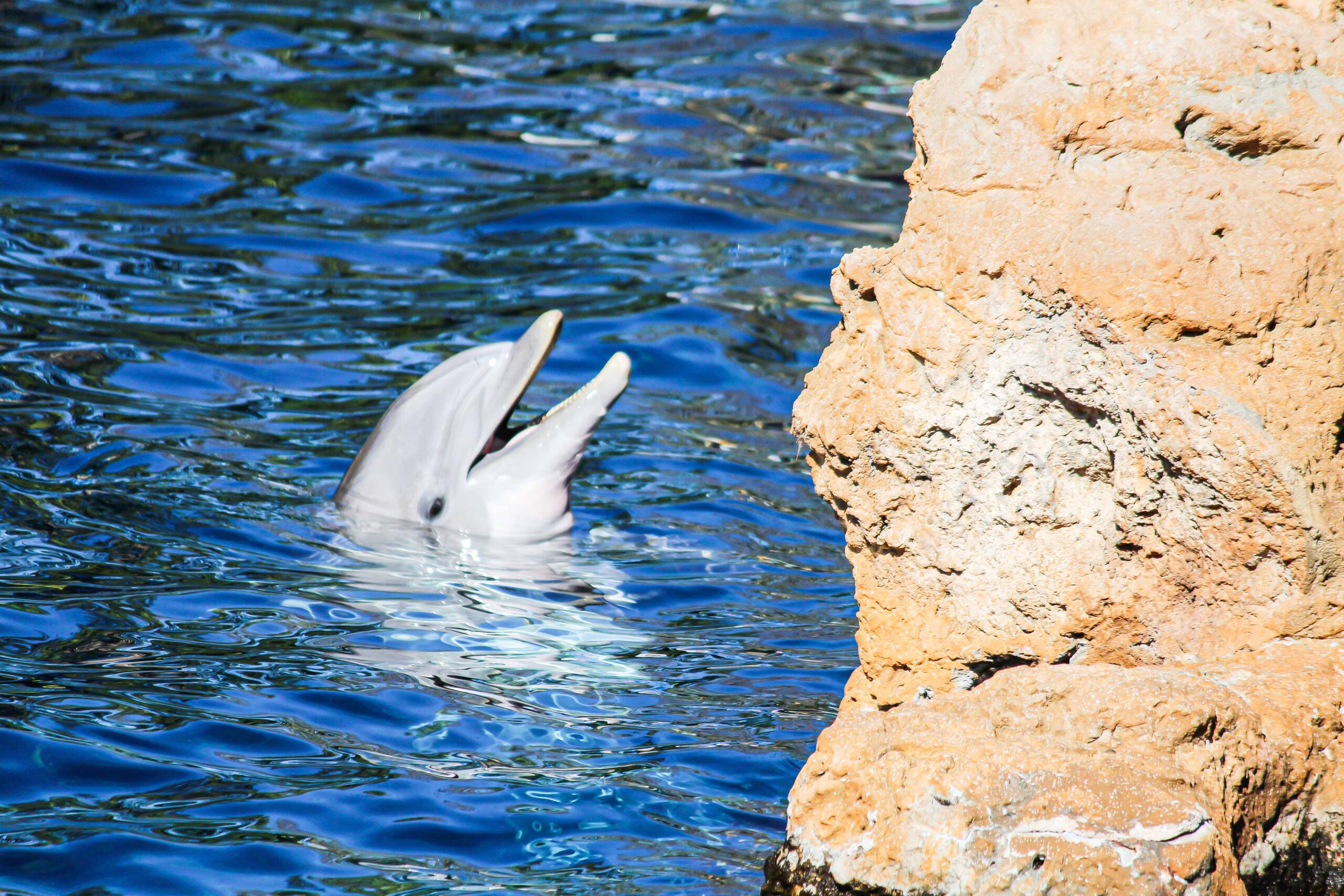 SeaWorld Orlando Dolphins