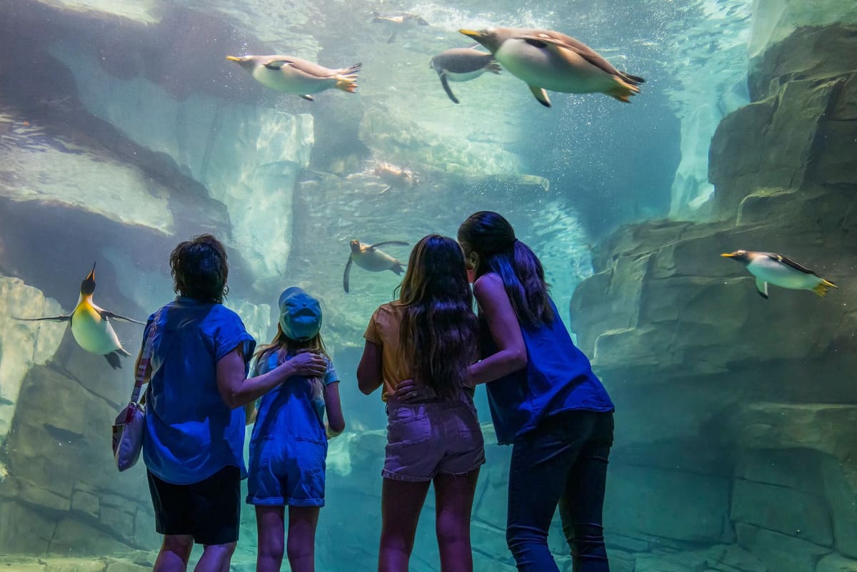 Top 5 Must-See Shows at SeaWorld Orlando