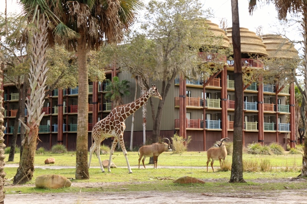 Image result for Watch the Animals at Disney’s Animal Kingdom Lodge