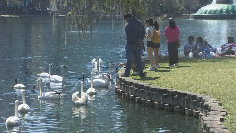 swan-on-lake-eola-glennis-siverson